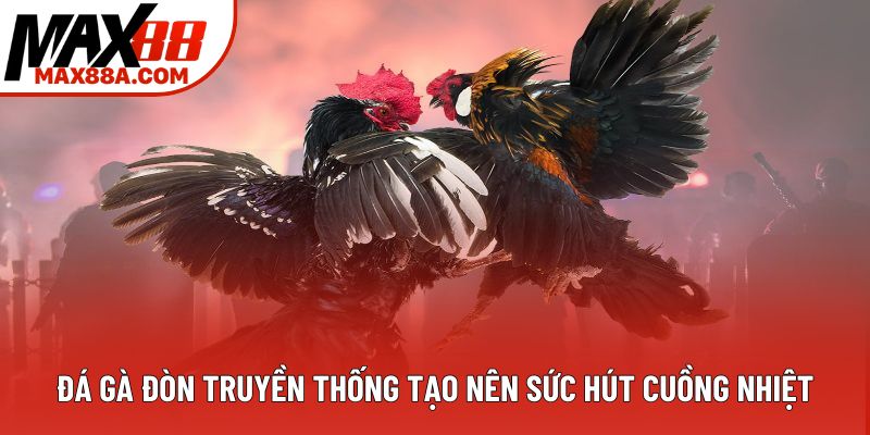 Đá gà đòn truyền thống tạo nên sức hút cuồng nhiệt