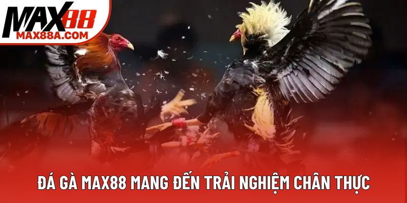 Đá gà Max88 mang đến trải nghiệm chân thực