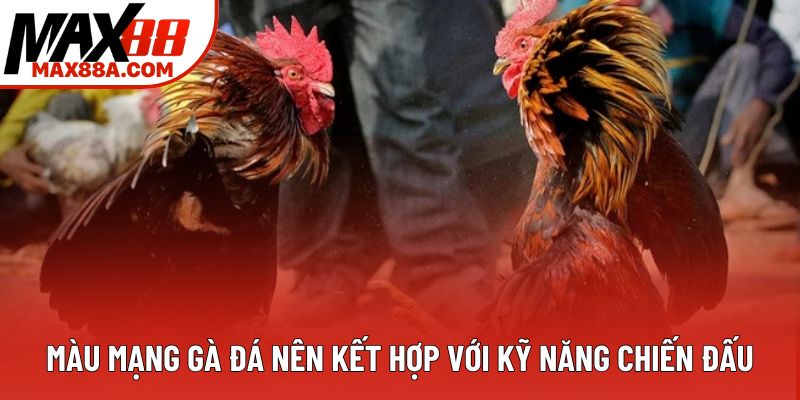 Màu mạng gà đá nên kết hợp với kỹ năng chiến đấu