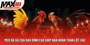 Mẹo Đá Gà Cựa Dao Đỉnh Cao Giúp Bạn Hoàn Toàn Lột Xác