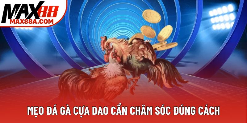 Mẹo đá gà cựa dao cần chăm sóc đúng cách