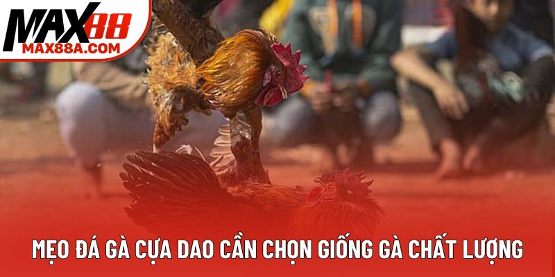 Mẹo đá gà cựa dao cần chọn giống gà chất lượng