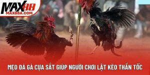 Mẹo Đá Gà Cựa Sắt Giúp Người Chơi Lật Kèo Thần Tốc
