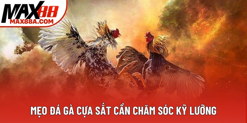 Mẹo đá gà cựa sắt cần chăm sóc kỹ lưỡng