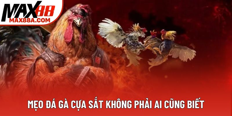 Mẹo đá gà cựa sắt không phải ai cũng biết