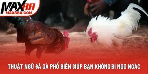 Thuật Ngữ Đá Gà Phổ Biến Giúp Bạn Không Bị Ngơ Ngác