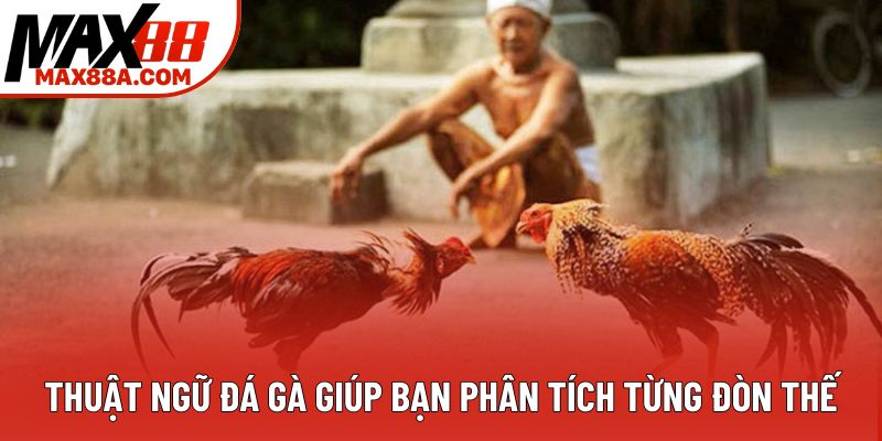 Thuật ngữ đá gà giúp bạn phân tích từng đòn thế