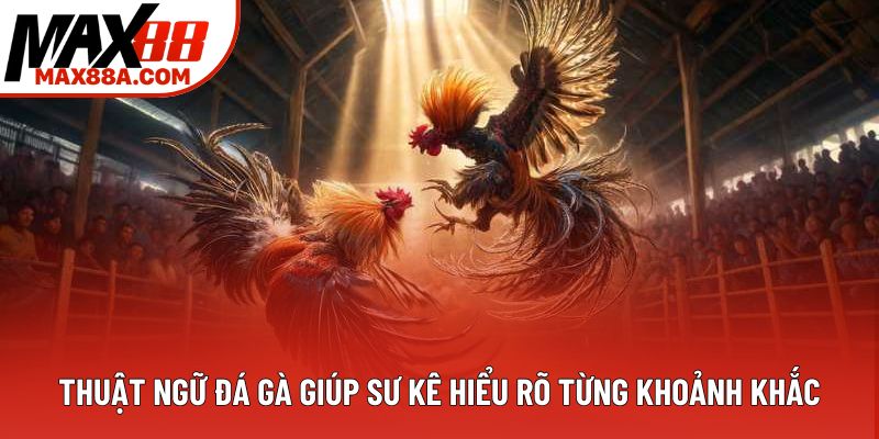 Thuật ngữ đá gà giúp sư kê hiểu rõ từng khoảnh khắc