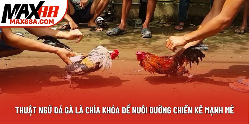 Thuật ngữ đá gà là chìa khóa để nuôi dưỡng chiến kê mạnh mẽ