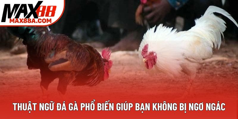 Thuật Ngữ Đá Gà Phổ Biến Giúp Bạn Không Bị Ngơ Ngác